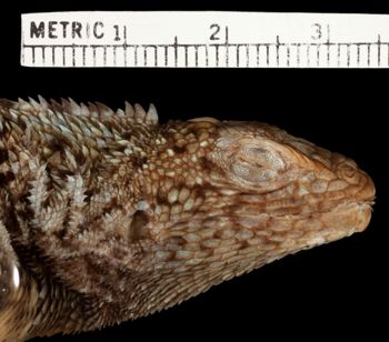 Media type: image;   Herpetology R-22664 Aspect: head lateral